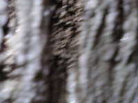 Harrison&rsquo;s Cave.