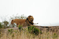 Snarling lion with lioness