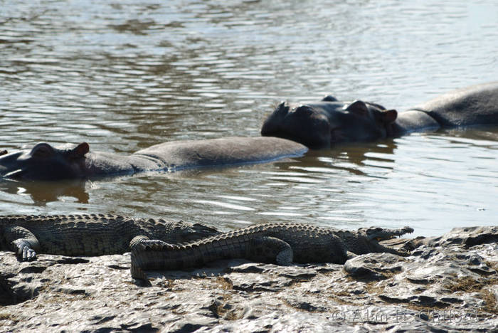 Crocs. &rsquo;n&rsquo; hippos in the Mara river