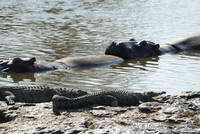 Crocs. &rsquo;n&rsquo; hippos in the Mara river
