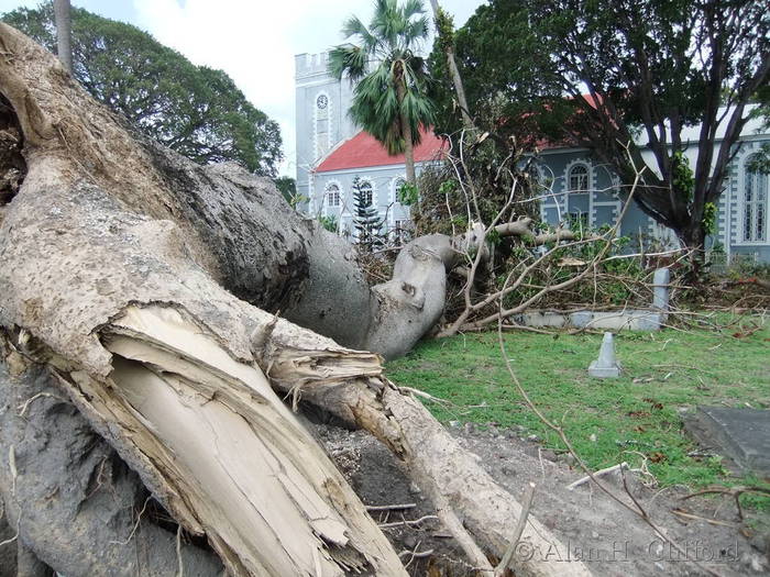 Sandbox tree at St. Mary&rsquo;s after Hurricane Tomas
