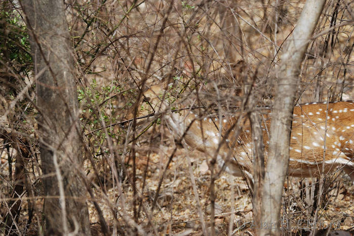 Axis deer at Ranthambhore