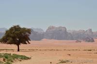 Tree near Lawrence&rsquo;s Spring