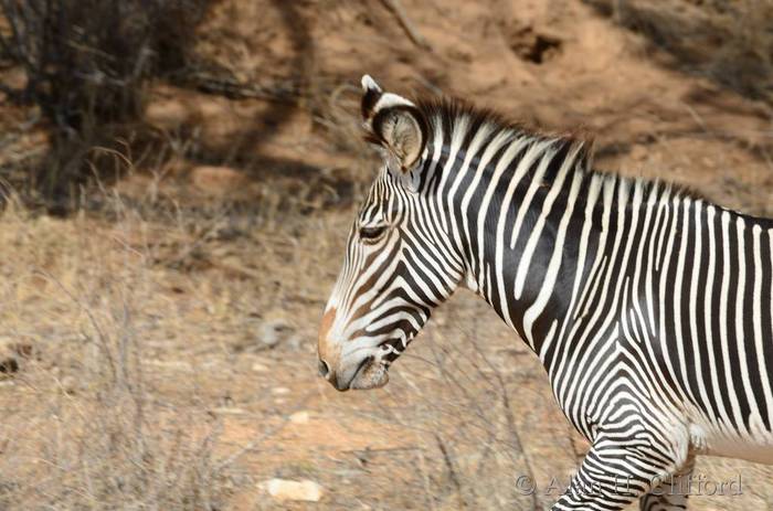 Grevy&rsquo;s zebra
