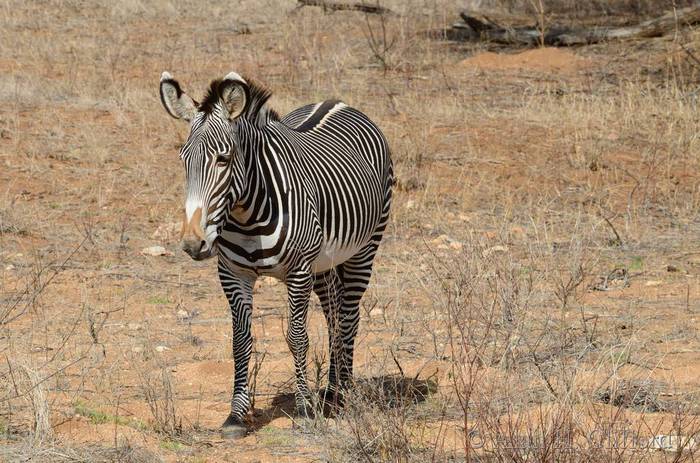 Grevy&rsquo;s zebra