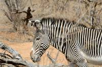 Grevy&rsquo;s zebra