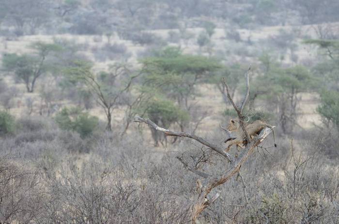 Lion in a tree