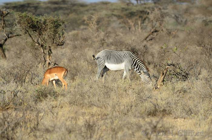 Grevy&rsquo;s zebra and impala