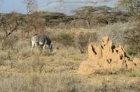 Grevy&rsquo;s zebra and termite mound