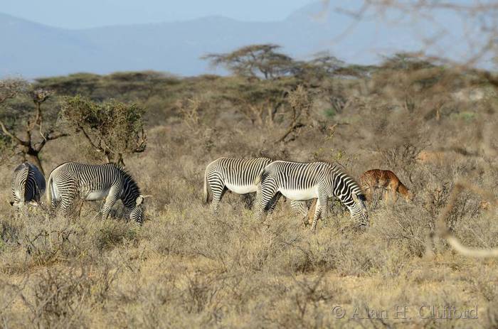Grevy&rsquo;s zebra