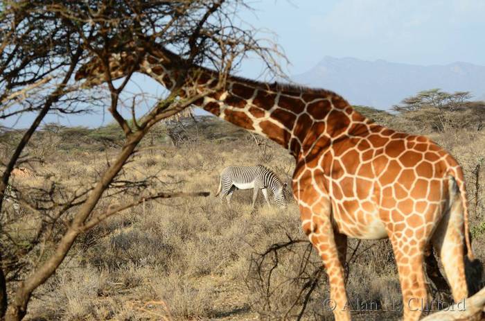 Reticulated giraffe and Grevy&rsquo;s zebra