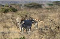 Grevy&rsquo;s zebra