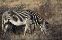 Grevy&rsquo;s zebra