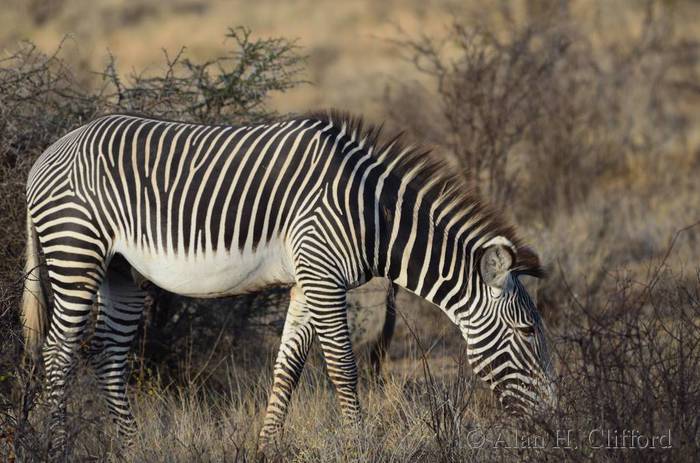 Grevy&rsquo;s zebra