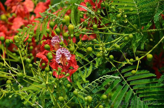 Royal Poinciana