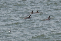 Dolphins near Venice Pier