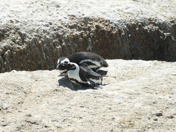 In flagrante delicto